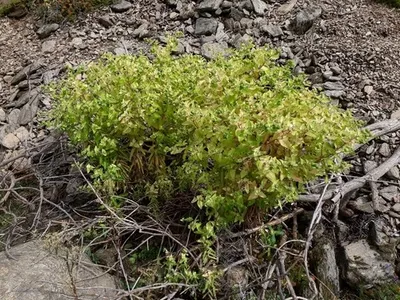 Euphorbia Lathyris - Wikipedia, La Enciclopedia Libre - Foto 3