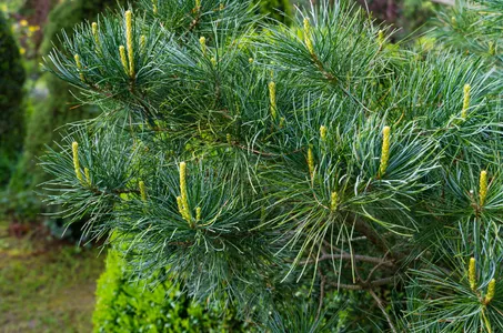 ゴヨウマツ（五葉松） 'Glauca' (Pinus parviflora 'Glauca