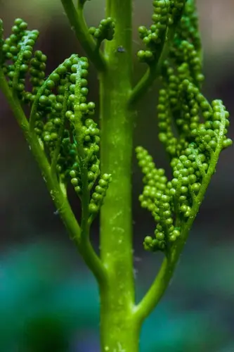 Moonwort coriáceo