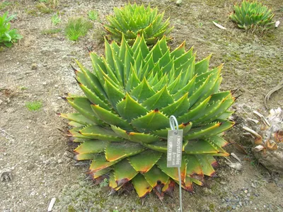 Spiralaloe - Aloe polyphylla (Pflege, Merkmale, Blume, Bilder)