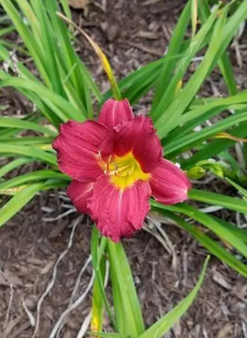Daylilies 'Red Hot Returns'