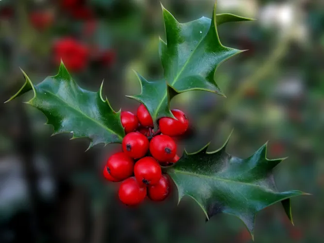 taxus dnger Eibe (140 - 160 cm) Taxus baccata als starke Ballenware