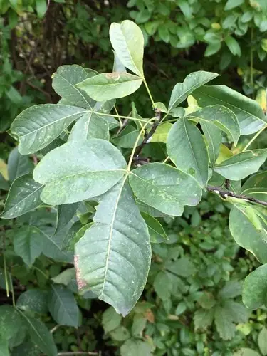 Common hoptree