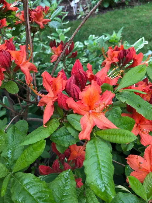 Rhododendron 'Royal Lodge'