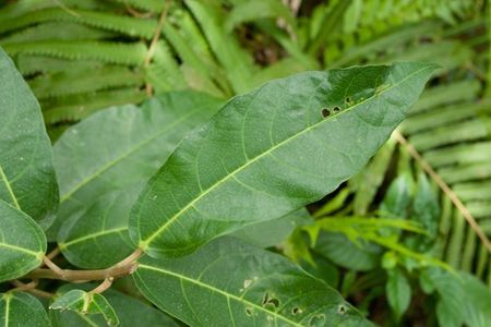 How to Grow and Care for Ficus cumingii