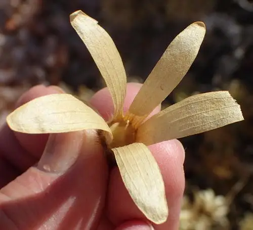 Kissenia capensis