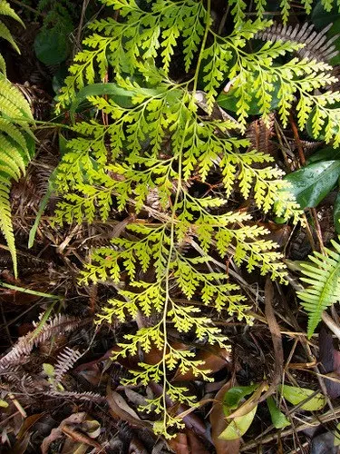 ホラシノブ（洞忍） (Odontosoria chinensis) - PictureThis
