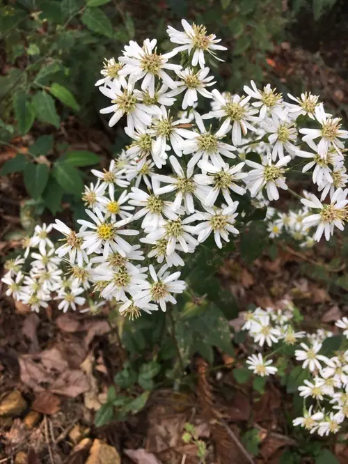 Rough-surface aster