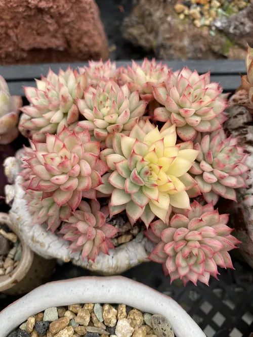 メビナ（女雛） (Echeveria 'Mebina') - PictureThis