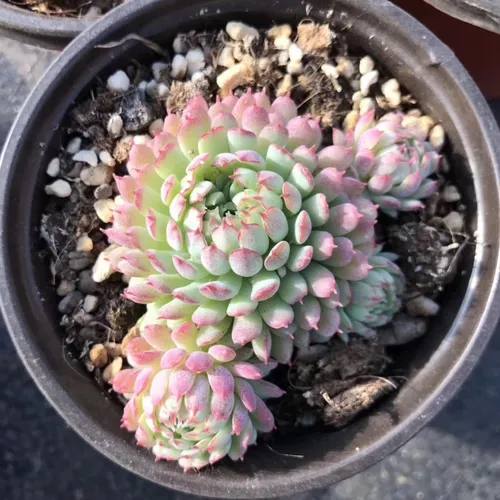 ヴィンセント カトー (Echeveria 'Vincent Catto') - PictureThis