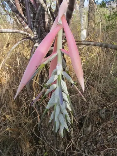 Billbergia pallidiflora