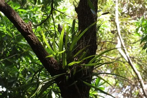 Pyrrosia longifolia