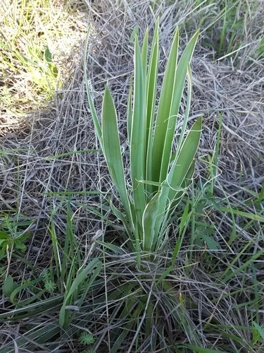 ユッカ様 Yucca arkansana - PictureThis