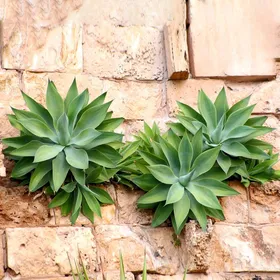 ハツミドリ（初緑）の判定方法 (Agave attenuata)