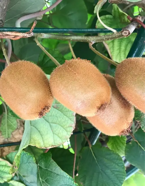 Kiwi fruit 'solo'