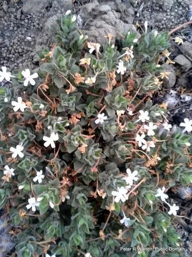 Chascanum latifolium