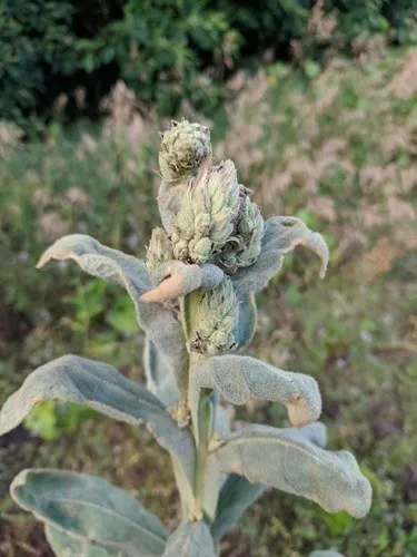 ベルバスカム・デンシフロラム (分類, 特徴, 花, 画像)