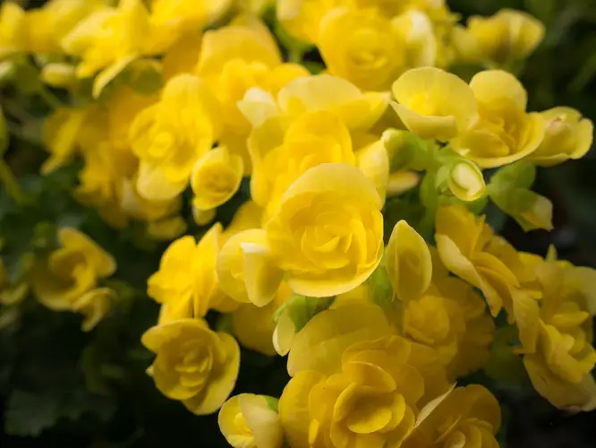 Begonia 'Yellow'