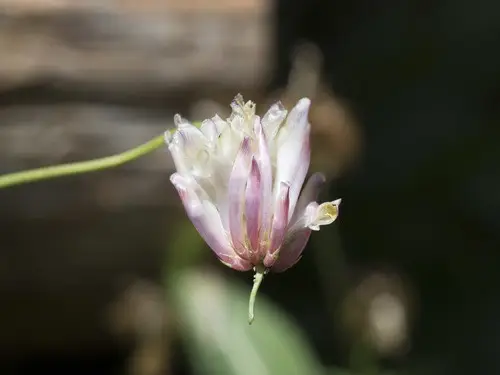 Trifolium kingii subsp. productum