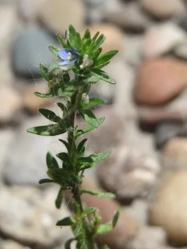 タチイヌノフグリ（立犬の陰嚢） (Veronica arvensis) - PictureThis