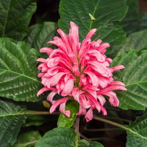 サンゴバナ（珊瑚花）の育て方・栽培方法