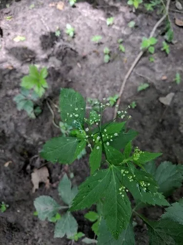 ミツバ（三つ葉 ） (Cryptotaenia canadensis) - PictureThis