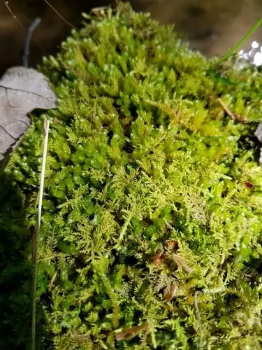 Spoon-leaved moss