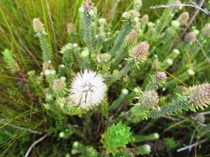 Cómo propagar una Stilbe albiflora
