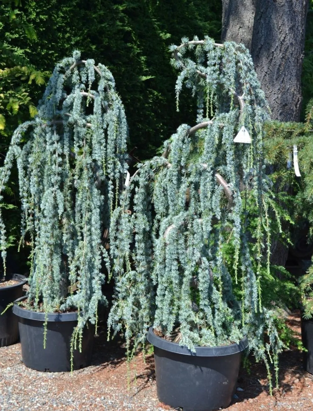Cedrus atlantica 