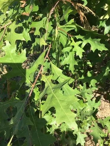pfingstrosen mit rosendünger düngen Bio-Pfingstrosen-Dünger kaufen main image 0