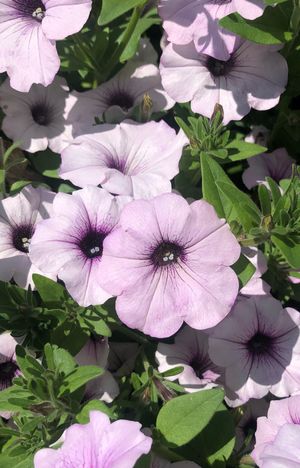 Garden petunia 'Tidal Wave Silver.