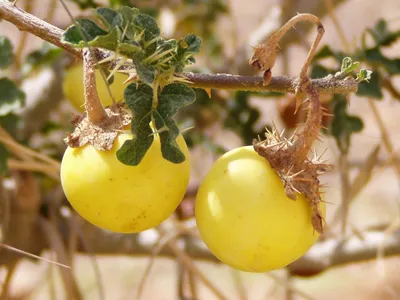 Bitter apple - Solanum linnaeanum (Taxonomy, Characteristics, Distribution,  Images)
