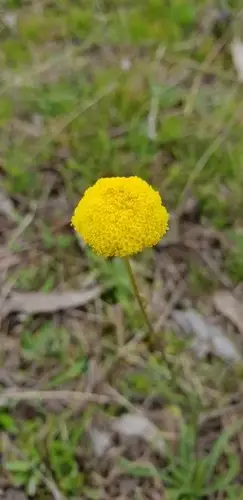 Common billy buttons