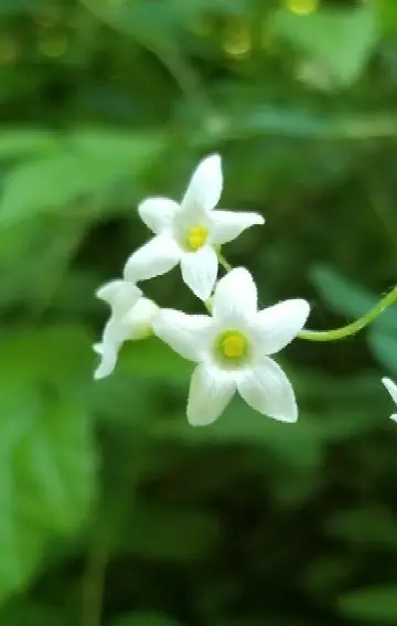 Zehneria japonica