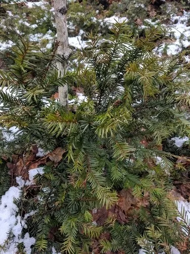 Kanadische Eibe (Taxus canadensis) - PictureThis