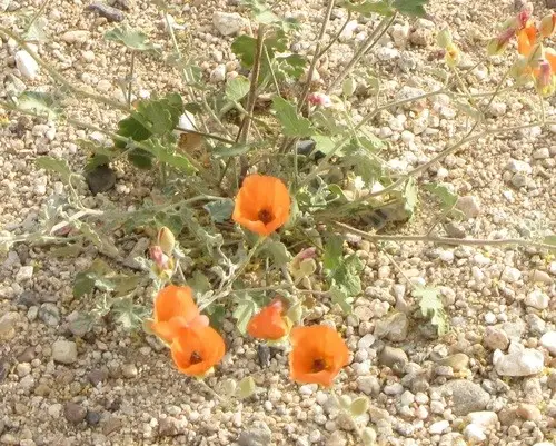 Coulter's globemallow