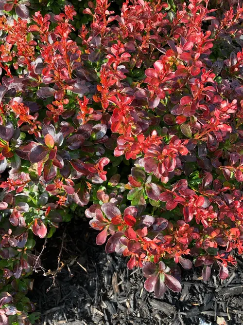 Japanese barberry 'Lutin Rouge'