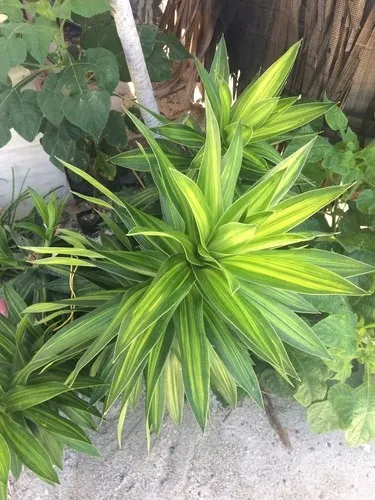 drachenbaum garten Dracaena Magenta – Drachenbaum – mit Korb – ↕70–80 cm – Ø17 cm – 2 Stü —  Planten247.nl