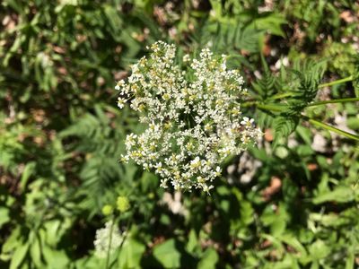 Cerefolio (Chaerophyllum aureum) - PictureThis