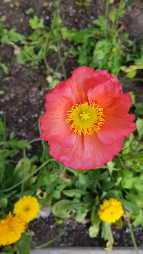 Iceland poppy 'Champagne Bubbles Pink'