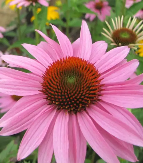 植物の害虫の種類とその対策