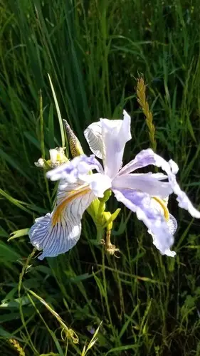 Iris à longues pétales