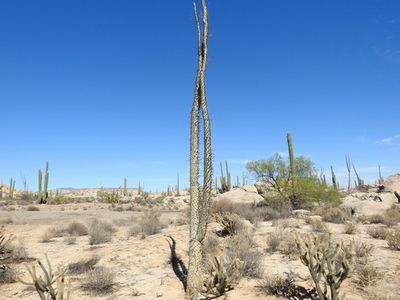 Boojum tree (Fouquieria columnaris) - PictureThis