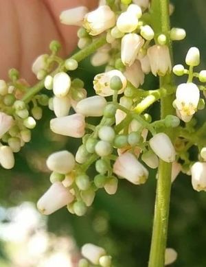 チャンチン（香椿）の育て方・栽培方法
