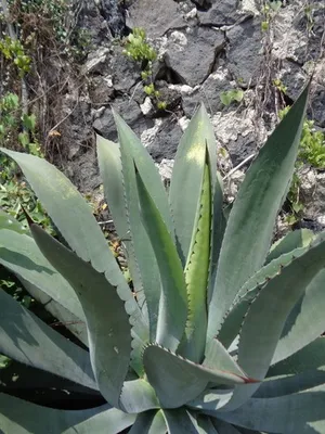 多肉植物　発根済み　アガベインアクイデンス Agave inaequidens Agave inaequidens - PictureThis
