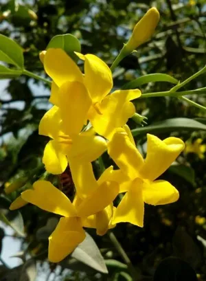 Duftender Jasmin (Chrysojasminum odoratissimum) - PictureThis