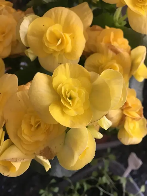 Begonia kuning