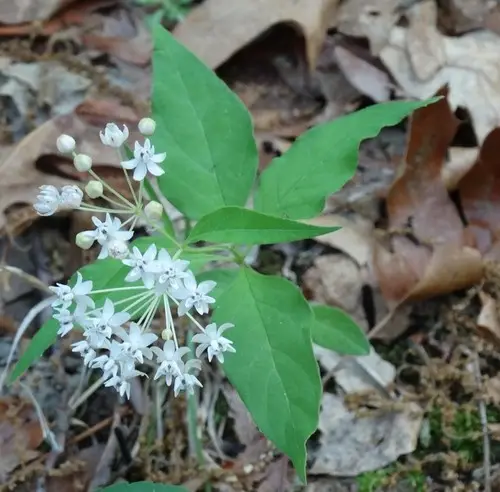 Four-leaf milkweed