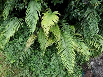 rausch kaktus Lila Kaktus (Sulcorebutia rauschii 'Violacidermis') D5 – Secret Garden  Plant Shop