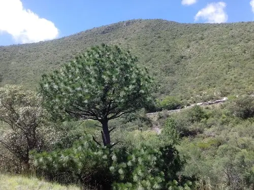 Pinus arizonica var. stormiae